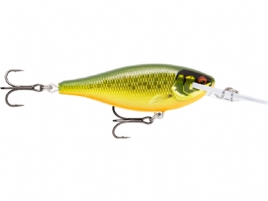 GILDED SCALED ROACH GDSR