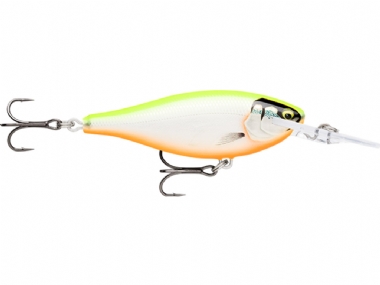 GILDED CHARTREUSE ORANGE BELLY GDCO