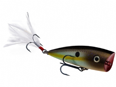 SUMMER SEXY SHAD