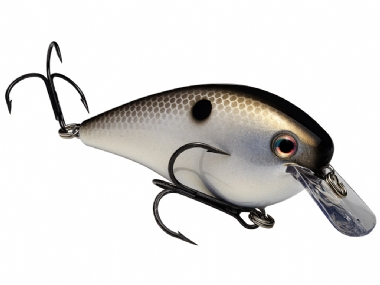 GIZZARD SHAD