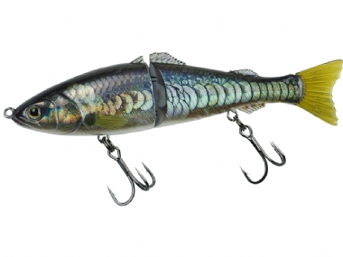MIRROR CARP