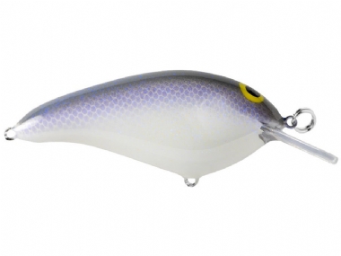 LAVENDER SHAD