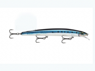 LIVE SARDINE